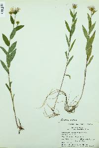 Eurybia radula image