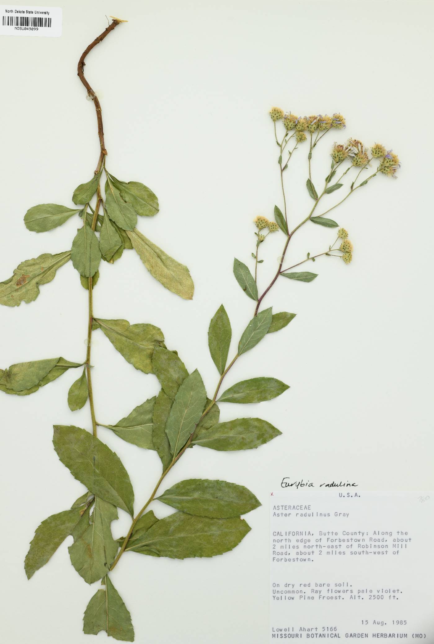Eurybia radulina image