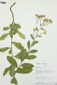 Eurybia radulina image