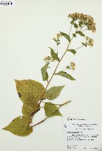 Eurybia schreberi image