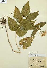 Eurybia schreberi image
