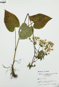 Eurybia schreberi image
