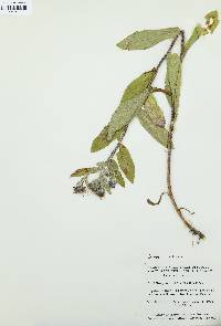Eurybia sibirica image