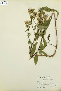 Eurybia spectabilis image