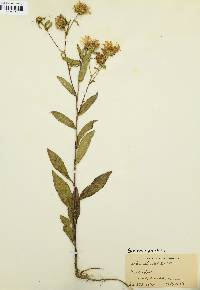 Eurybia spectabilis image