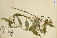 Eurybia spectabilis image