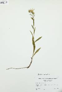 Eurybia surculosa image