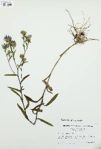 Eurybia surculosa image