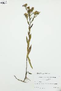 Eurybia surculosa image