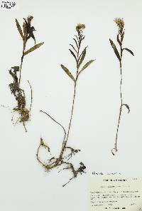 Eurybia surculosa image