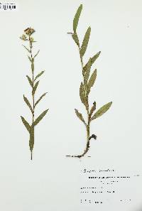 Eurybia surculosa image