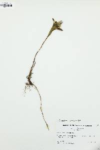 Eurybia surculosa image