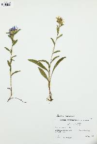 Eurybia surculosa image