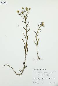 Eurybia surculosa image