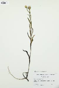Eurybia surculosa image