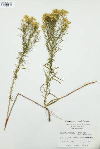 Euthamia caroliniana image
