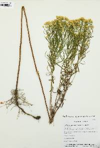 Euthamia gymnospermoides image