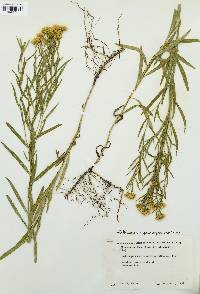 Euthamia gymnospermoides image
