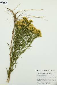 Euthamia gymnospermoides image