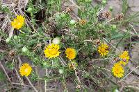 Grindelia oxylepis image