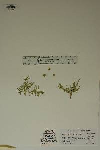 Mirabilis linearis image