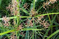 Cyperus esculentus var. macrostachyus image