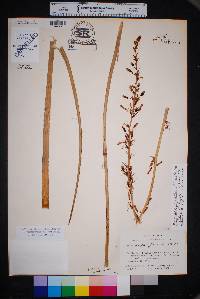 Hesperaloe parviflora image