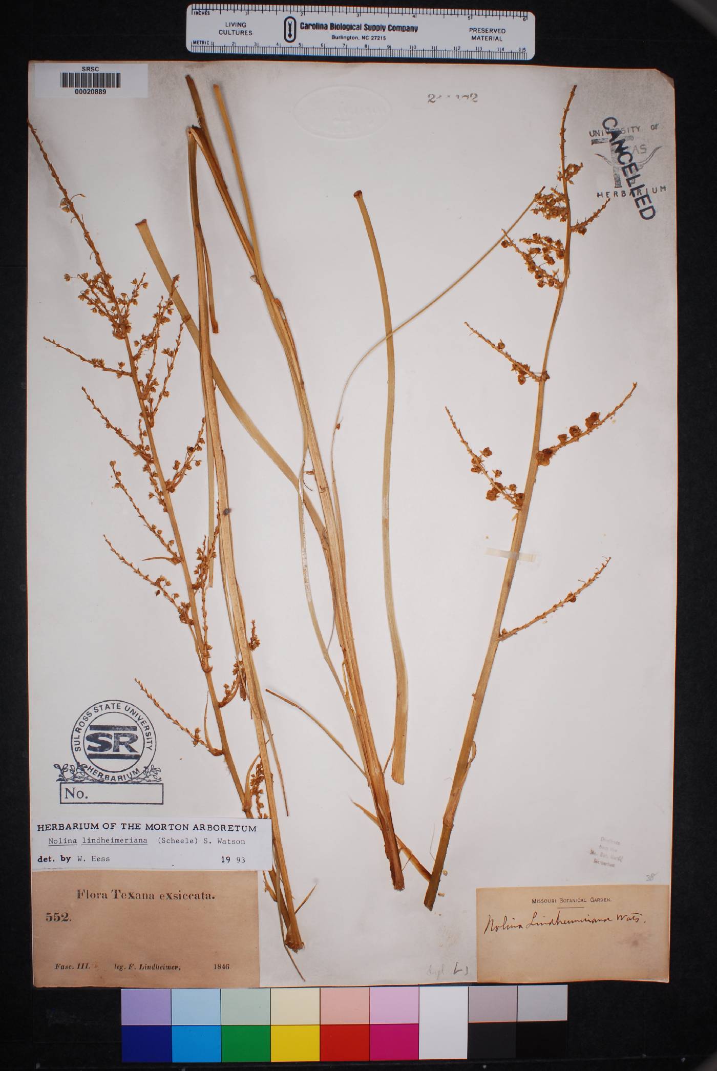 Nolina lindheimeriana image