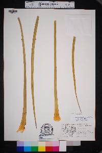 Yucca campestris image
