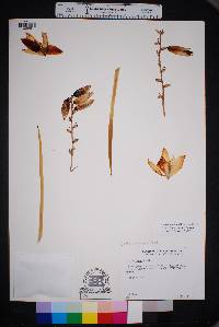 Yucca thompsoniana image