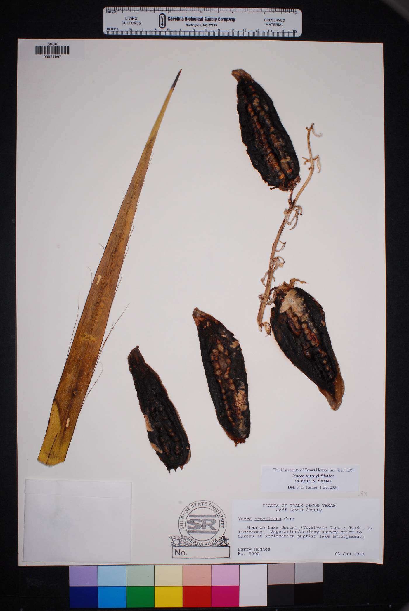 Yucca torreyi image