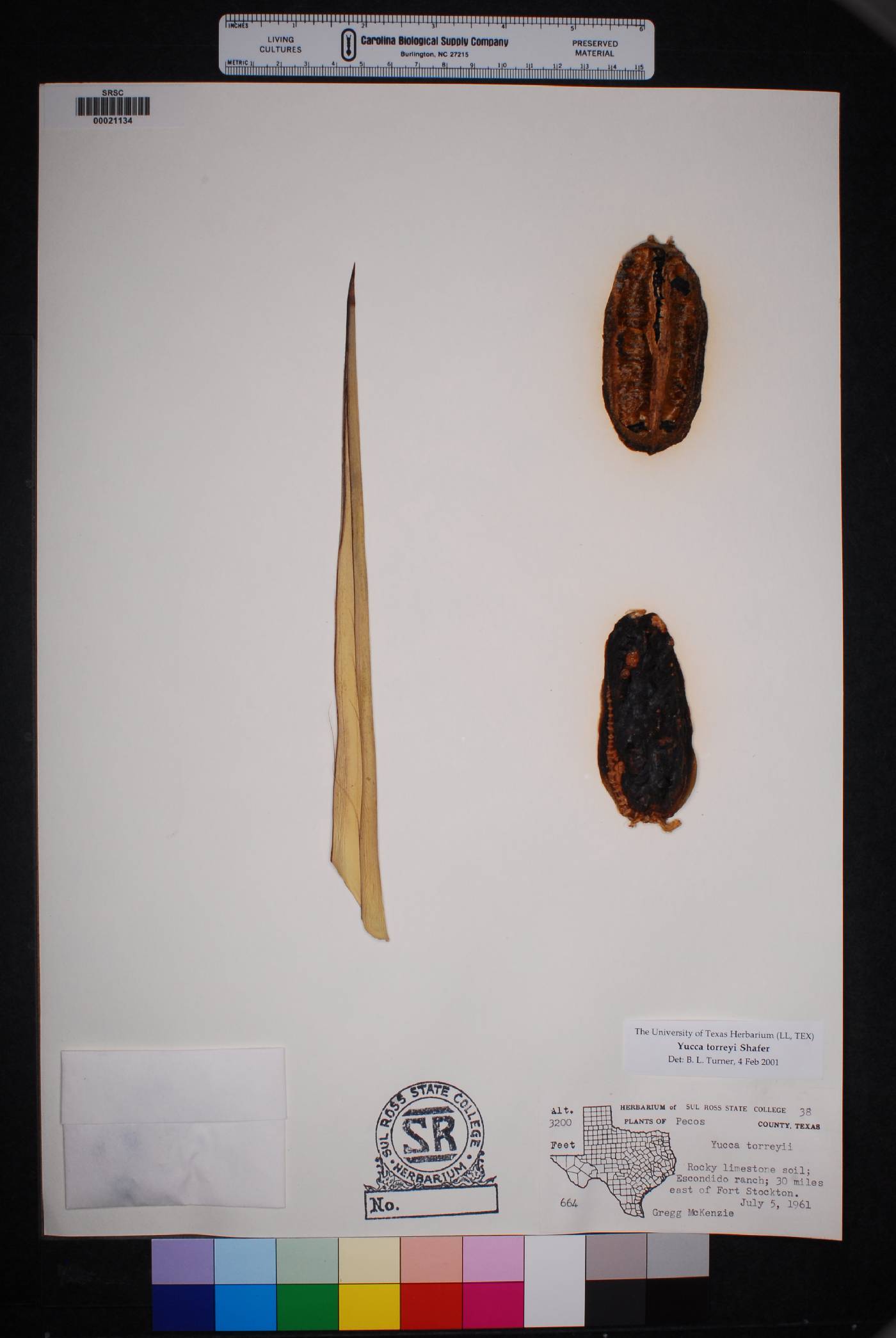 Yucca torreyi image