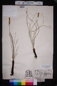 Schoenocaulon texanum image