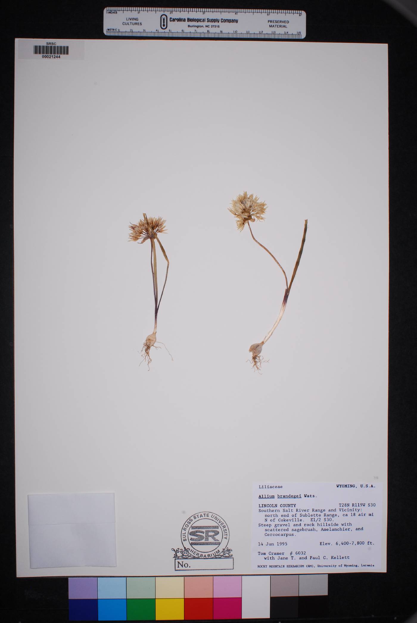 Allium brandegeei image