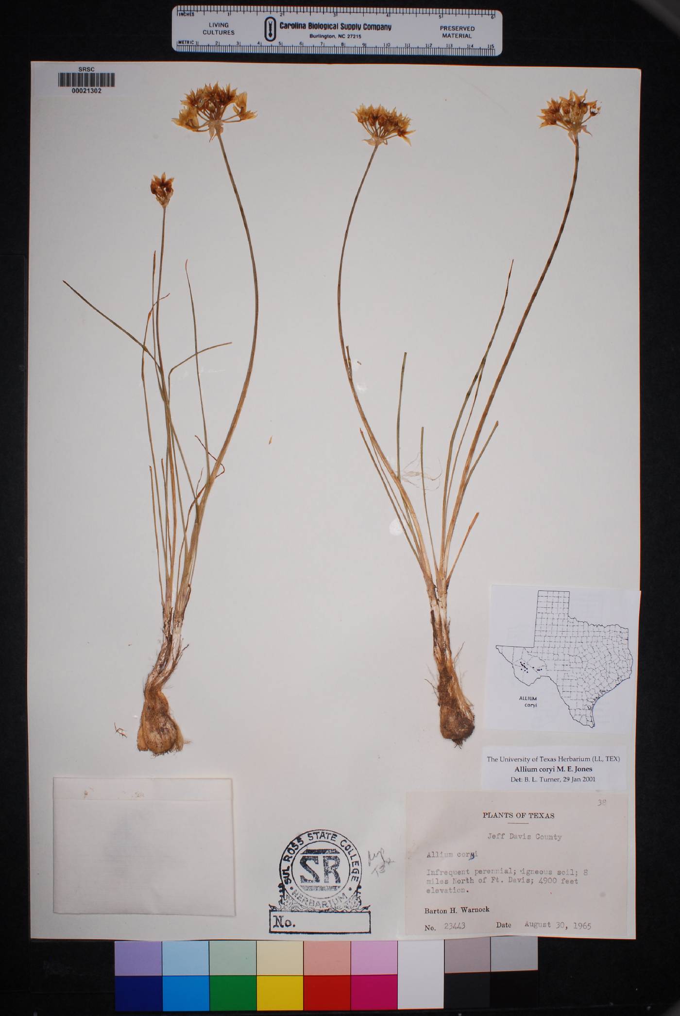 Allium coryi image