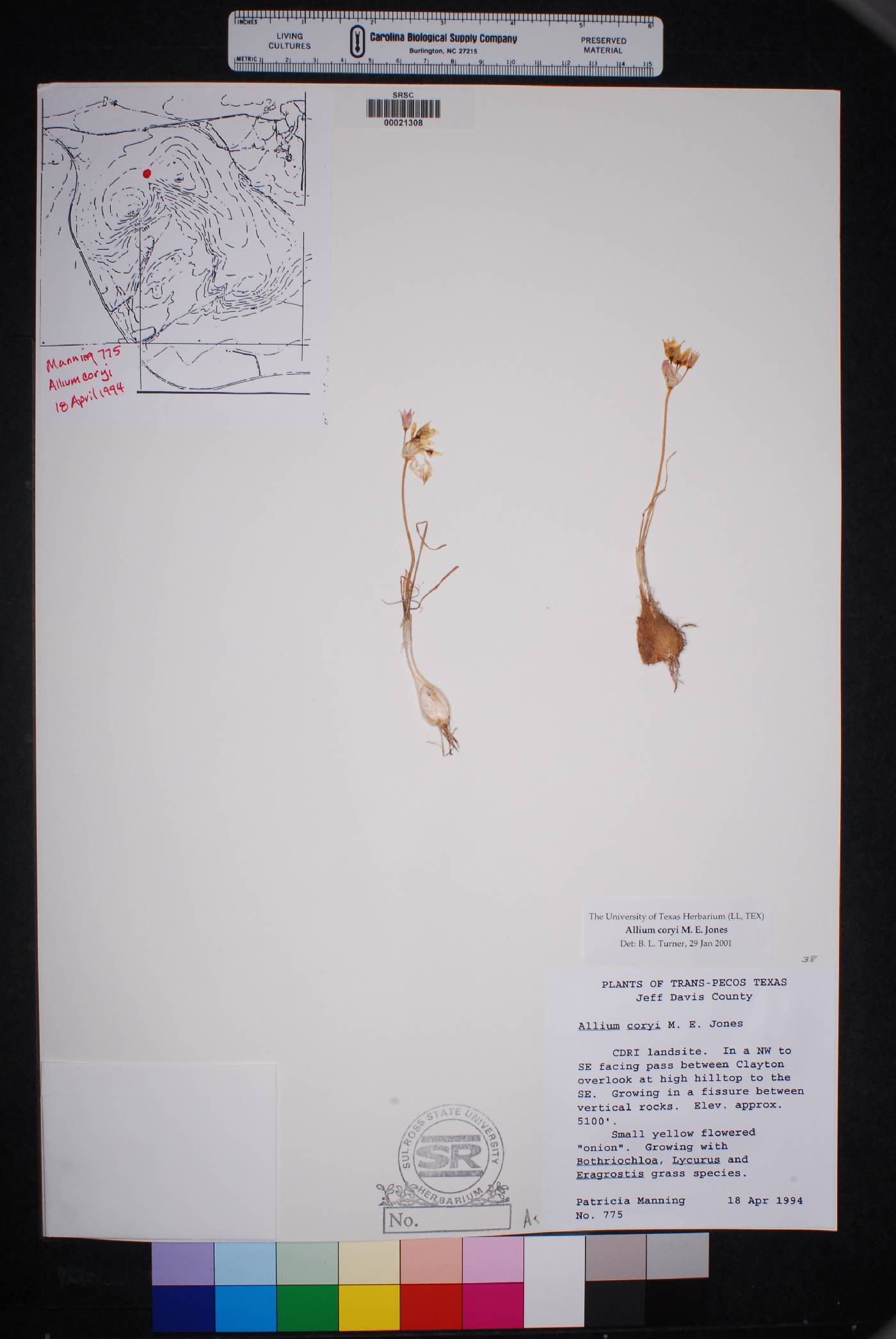 Allium coryi image