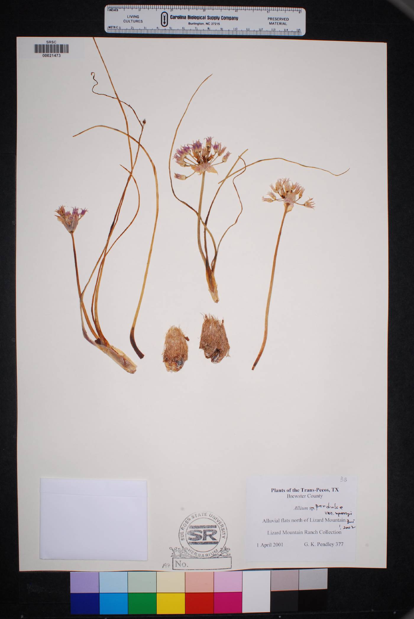 Allium perdulce var. sperryi image