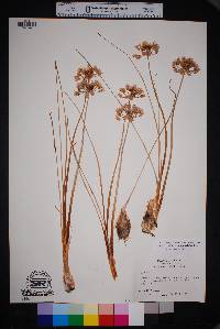 Allium perdulce var. sperryi image