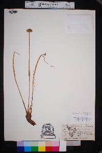 Zephyranthes chlorosolen image