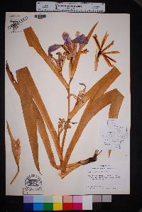 Iris brevicaulis image