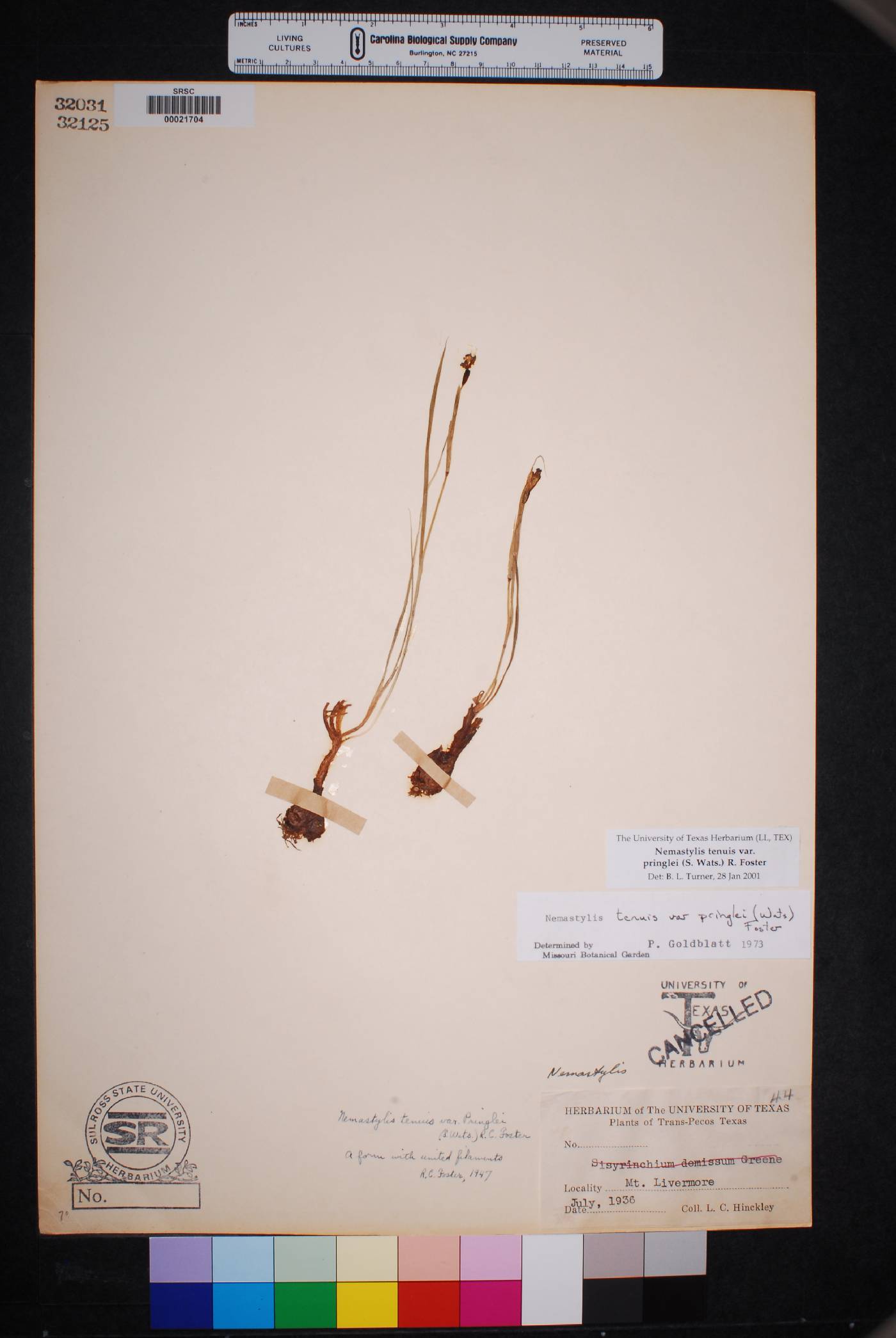 Nemastylis tenuis subsp. pringlei image