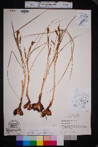 Nemastylis geminiflora image