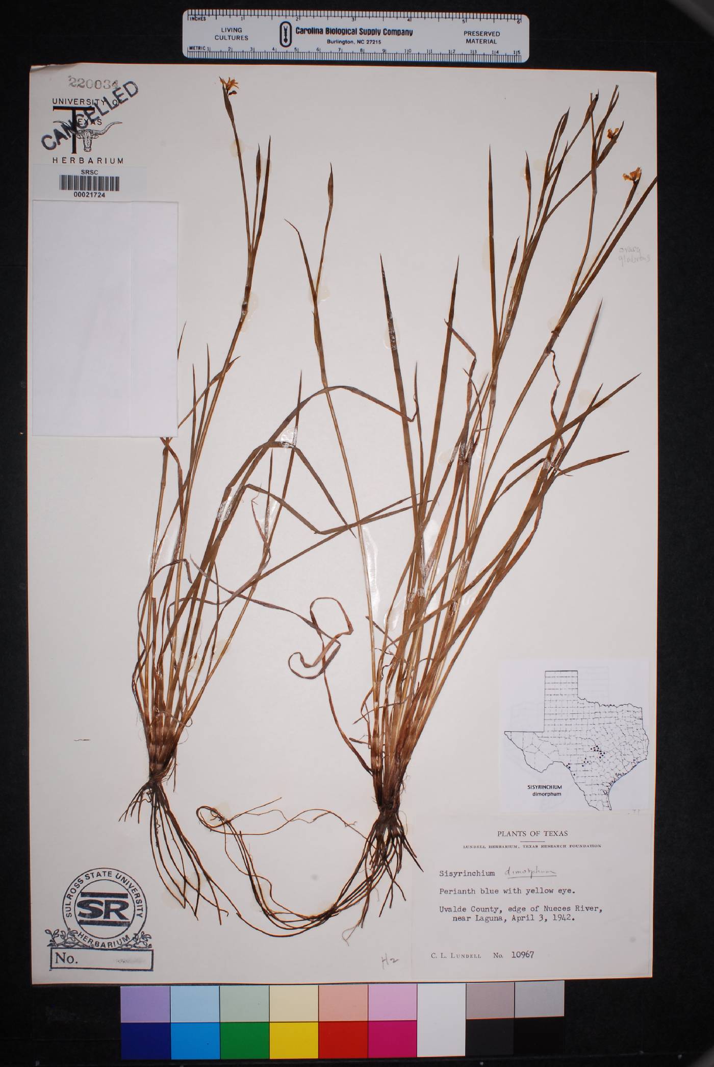 Sisyrinchium dimorphum image