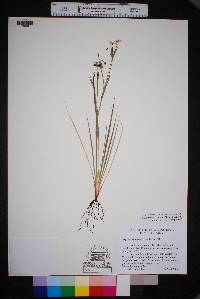 Sisyrinchium scabrum image