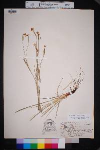 Sisyrinchium scabrum image