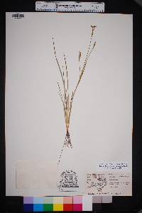 Sisyrinchium scabrum image