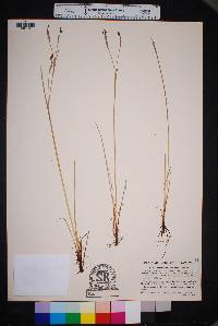 Sisyrinchium atlanticum image