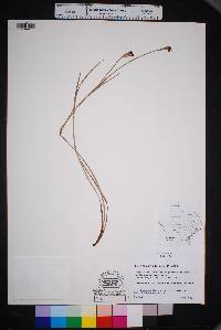 Sisyrinchium biforme image