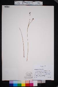 Sisyrinchium biforme image