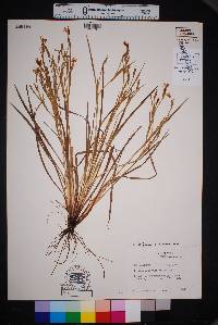 Sisyrinchium biforme image